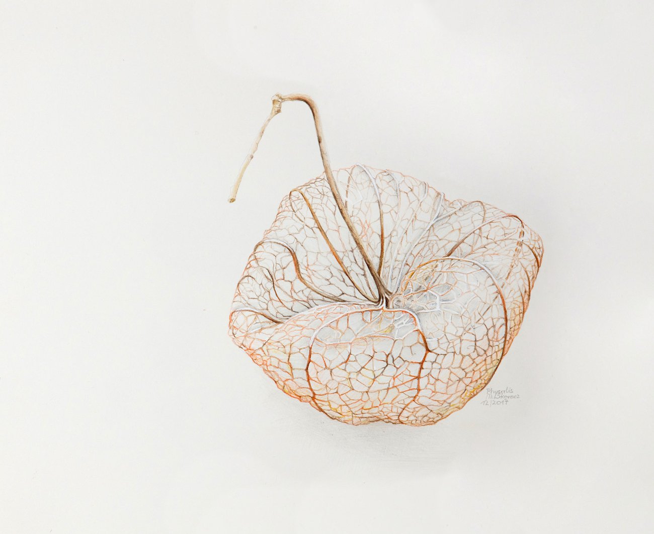 Physalis | Kapstachelbeere