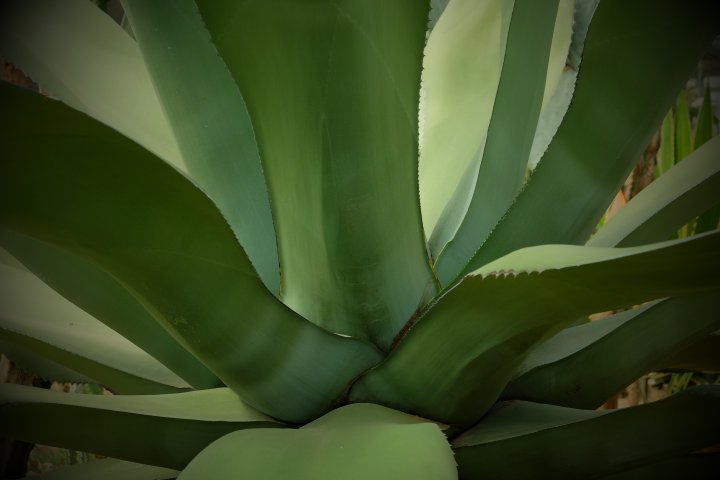 Agave