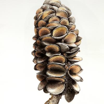 Banksia Cone | Banksiazapfen