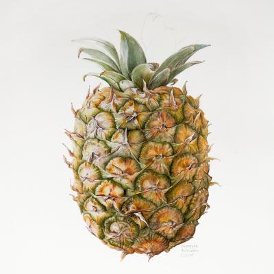 Ananas