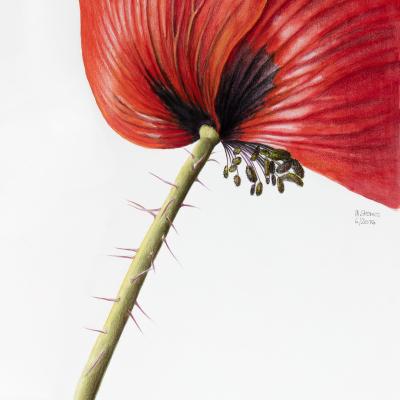 Papaver | Mohn