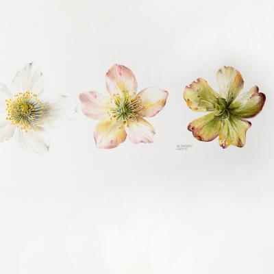 Helleborus | Schneerose