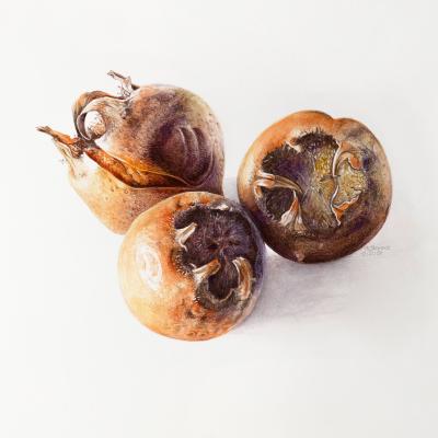 Mespilus germanica | Mispel