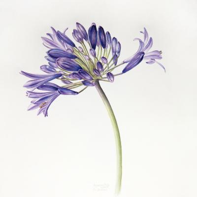 Agapanthus | Schmucklilie