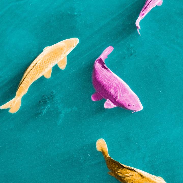 Schickimicki-Fische