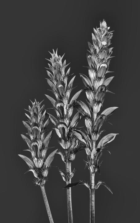 Acantus hungaricus