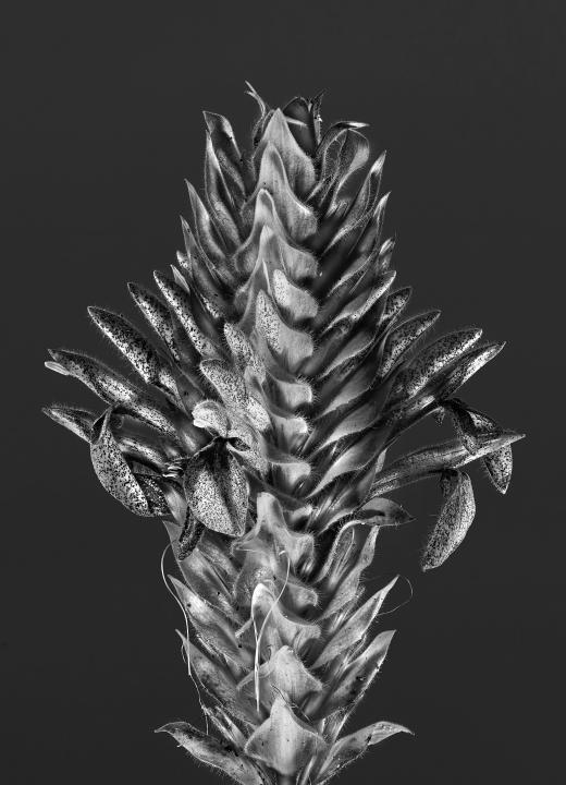 Aphelandra flava 01 D