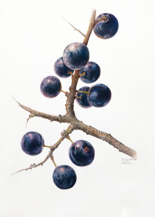 Prunus spinosa | Schlehdorn