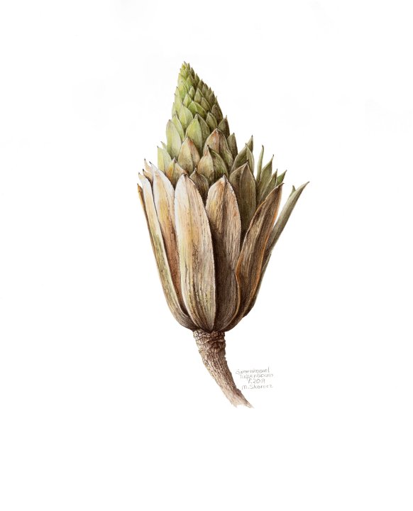 Liriodendron tulipifera | Tulpenbaum