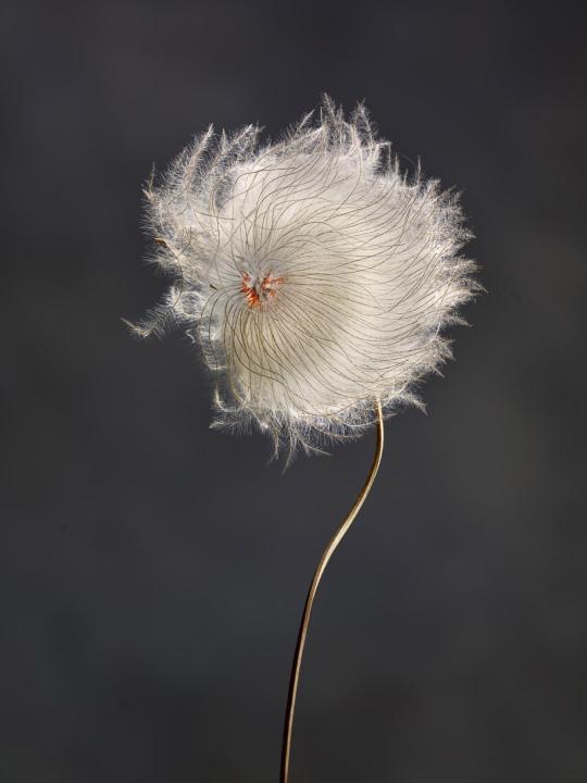 Clematis Revival 0101