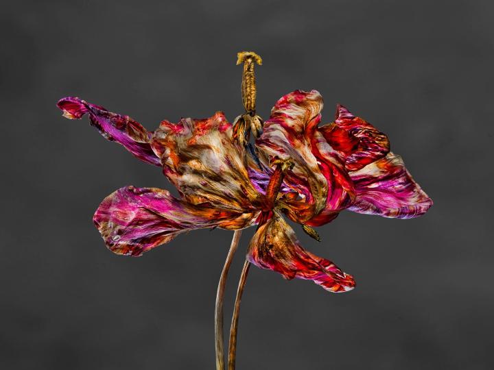DD 06 2016