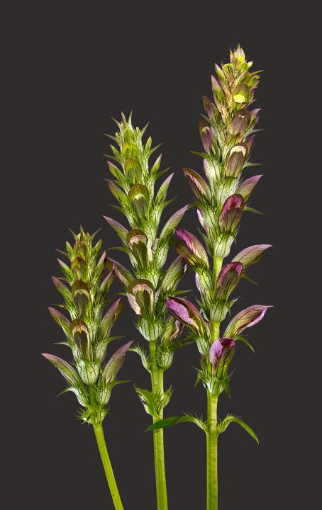 Acantus Hungaricus 02B