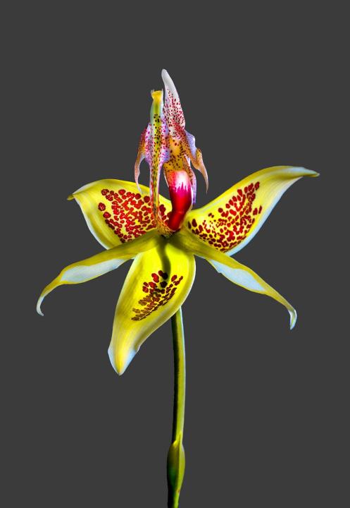 Embreea Rodigasiana